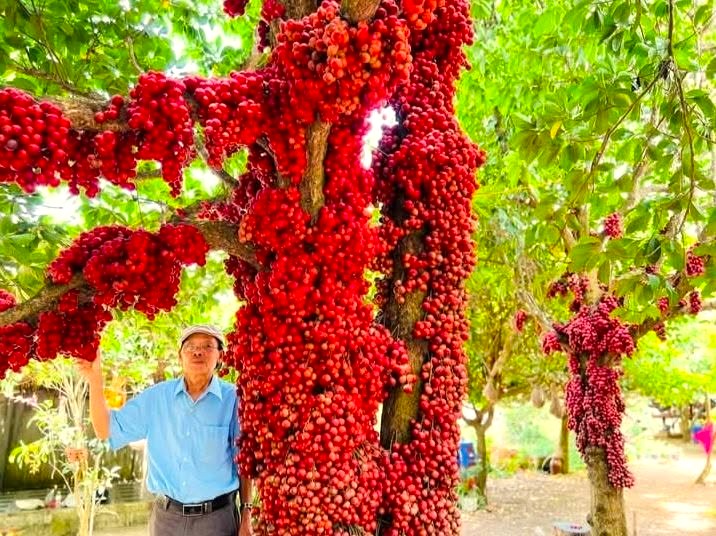 Xã Vân Hòa có 04 cây được công nhận Cây Di sản Việt Nam