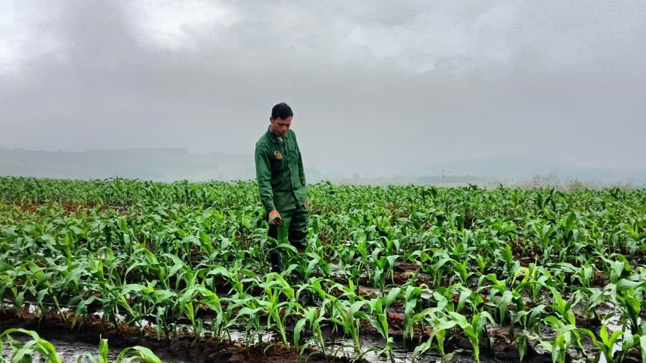 XÃ VÂN HOÀ: TRIỂN KHAI MÔ HÌNH TRỒNG NGÔ SINH KHỐI